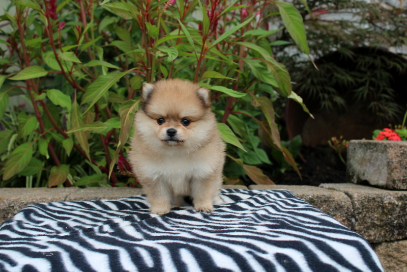 puppy, for, sale, Pomeranian, Matthew B. Stoltzfus, dog, breeder, Gap, PA, dog-breeder, puppy-for-sale, forsale, nearby, find, puppyfind, locator, puppylocator, aca